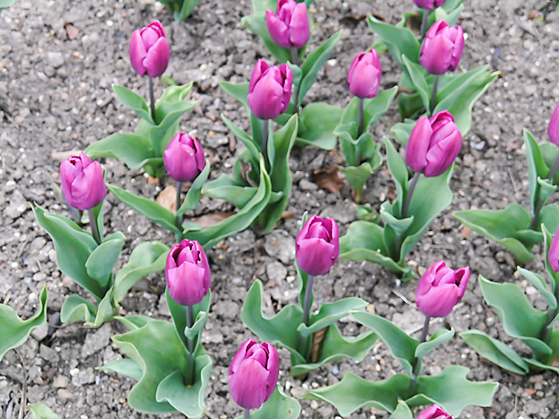 Tulipa Van Den Neer frm.JPG